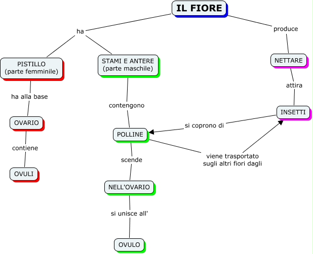 Il Fiore Mappa Concettuale 3599